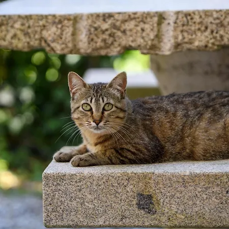 Afonso's House Geres I Дом отдыха *