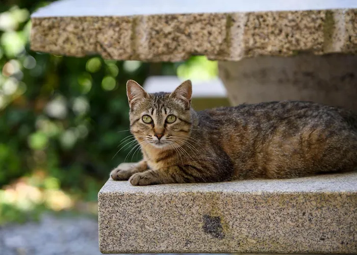 Afonso's House Geres I 펜션 *