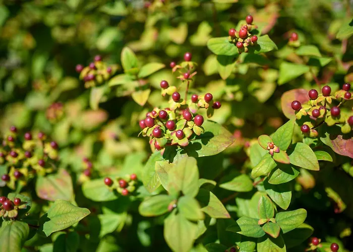 Feriehus Afonso's House Geres I Braga